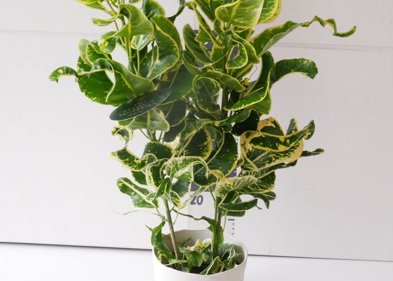 クロトン 常緑性低木 変葉木 観葉植物 | インテリアグリーンとギフト