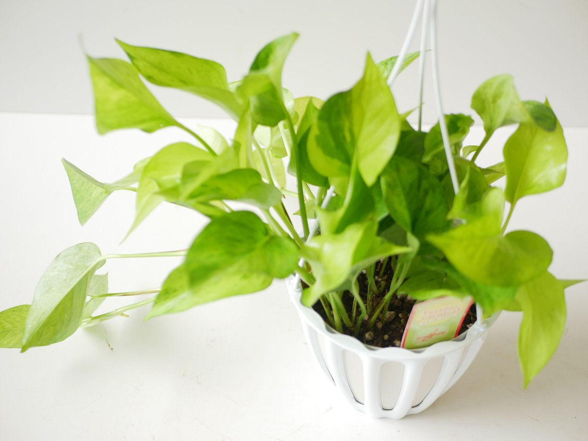 ポトス テルノカーニバル テルノシリーズNo.6 観葉植物 | インテリア