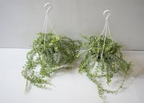 ミリオンハート 白 5号｜小さなハート型の葉が可愛い人気のつる性植物｜ディスキディア・観葉植物｜ﾐﾘｵﾝﾊｰﾄ ｼﾛ 多肉植物 5号