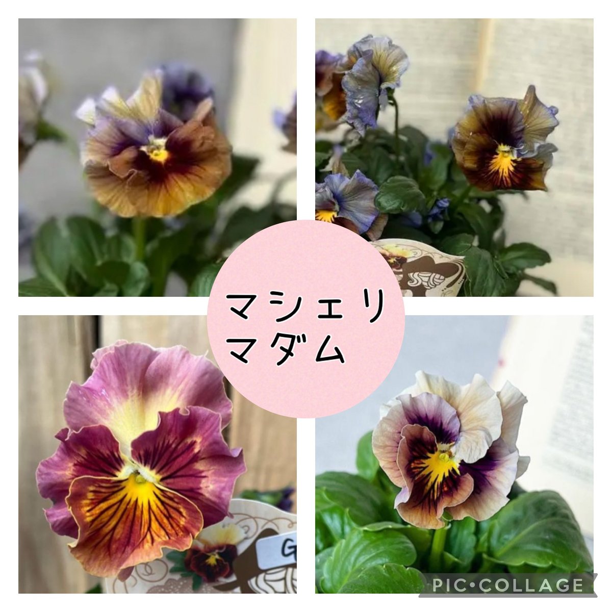 fit=scale-down,w=1200