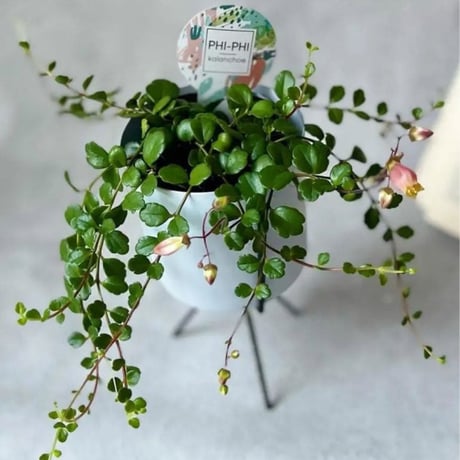 カランコエ | STORES