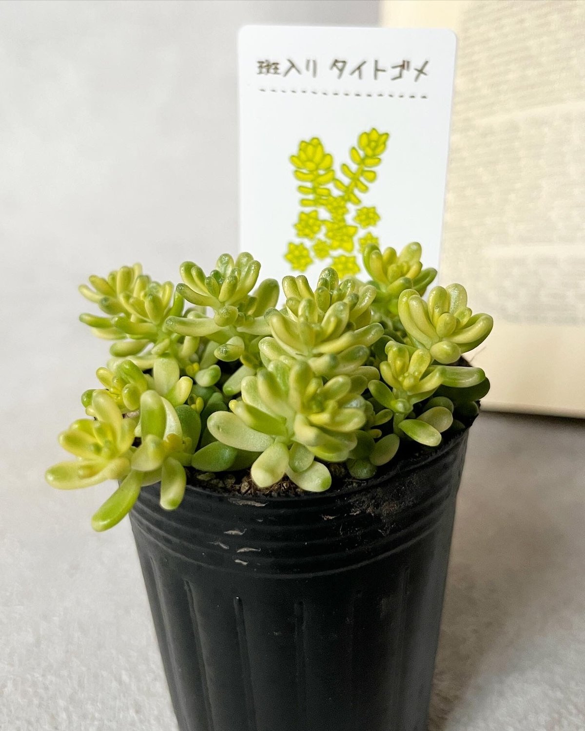 斑入りタイトゴメ♡可愛い斑入りの多肉植物♡寄せ植え チマチマ寄せ 