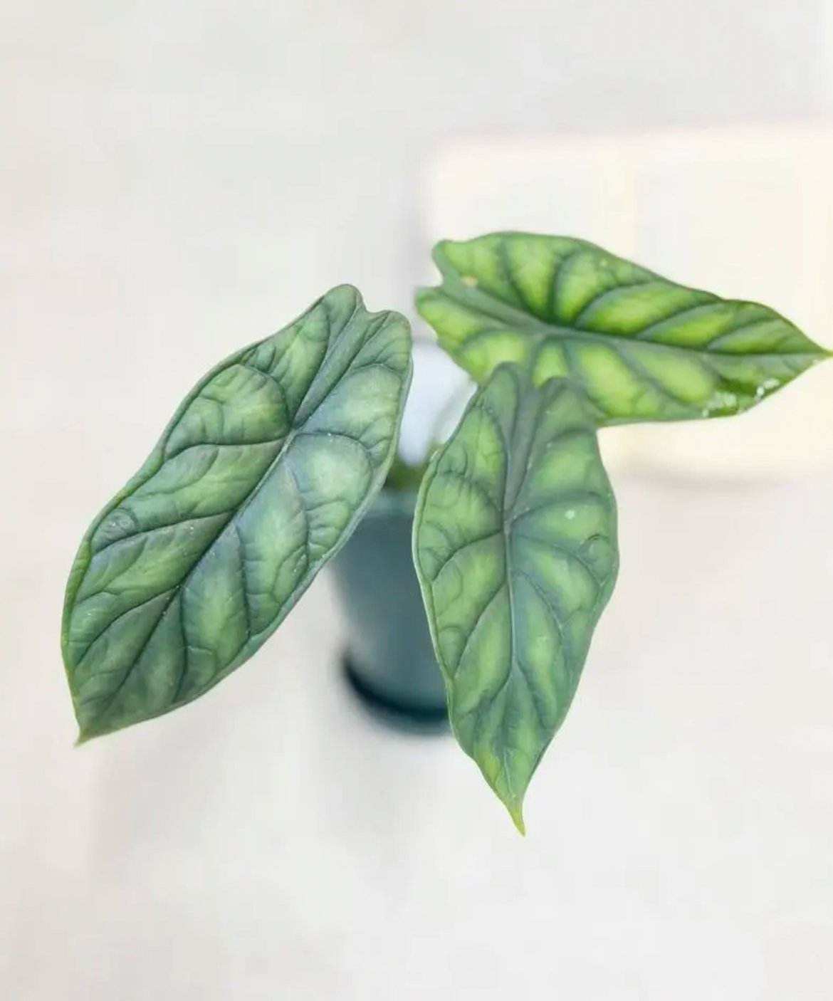 アロカシア ドラゴンスケール | Le petit Jardin