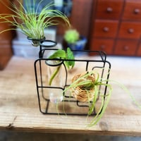 カリメロ商店 / ちびエアプランツの家