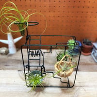 カリメロ商店 / エアプランツの団地