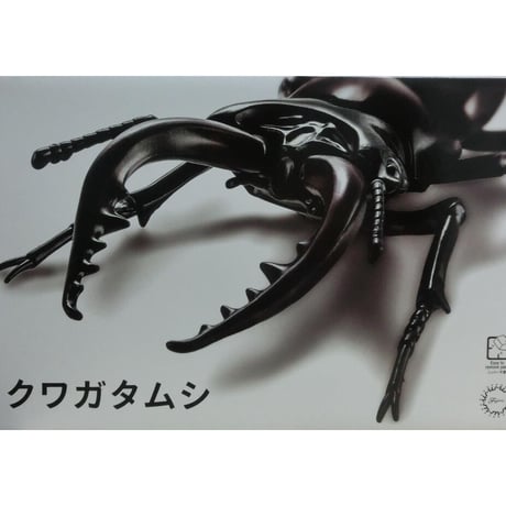 自由研究-22 いきもの編 クワガタムシ