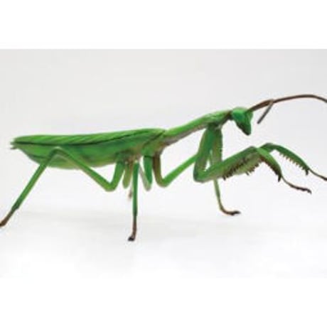 自由研究-23 いきもの編 オオカマキリ