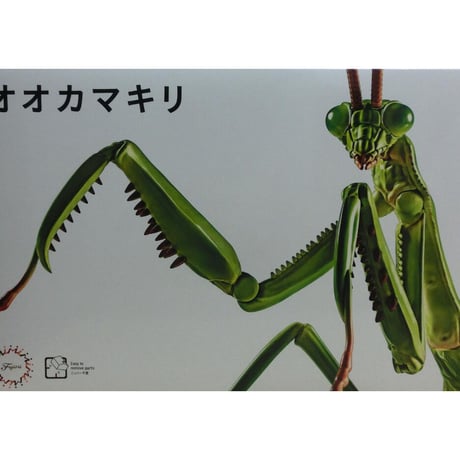 自由研究-23 いきもの編 オオカマキリ