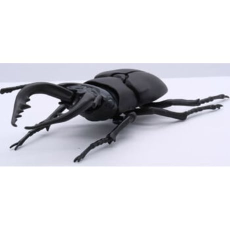 自由研究-22 いきもの編 クワガタムシ