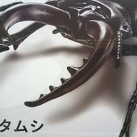 いきもの編クワガタムシ