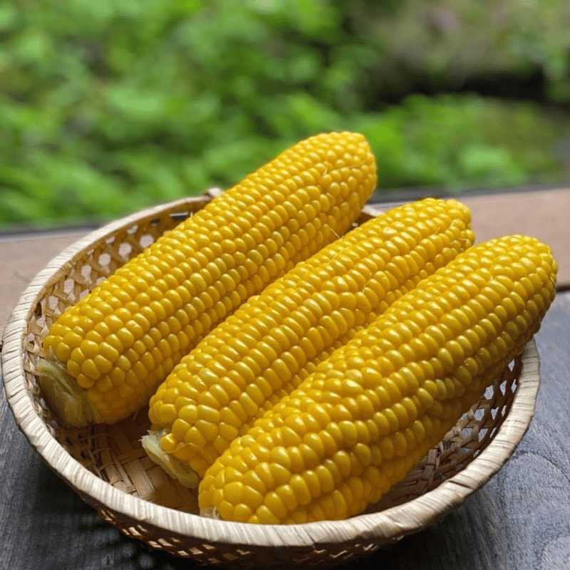 ドライとうもろこし大サイズ15本その他ドライ野菜 楽天市場】国産乾燥コーン 50g 国産乾燥野菜シリーズ フリーズ