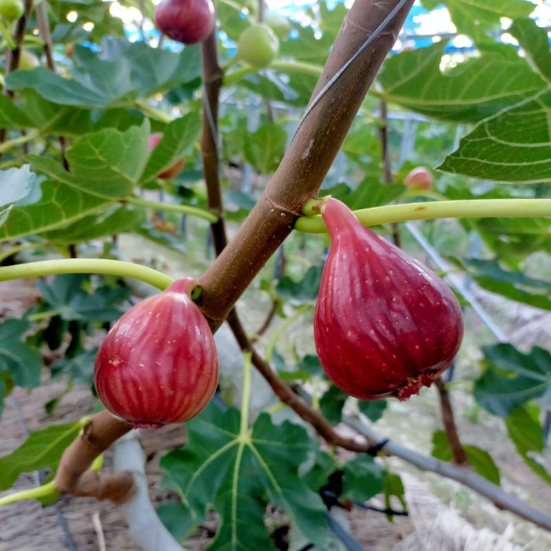 いちじく イチジクとブラータチーズのサラダ】 « Hop Duvel