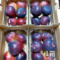 イチジク　問い合わせ用 加工用イチジク3箱(5160g以上) | マルヒラフルーツファーム