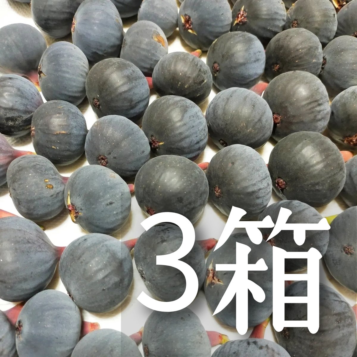 いちじくページ 黒いちじく詰め合わせ三箱 | マルヒラフルーツファーム