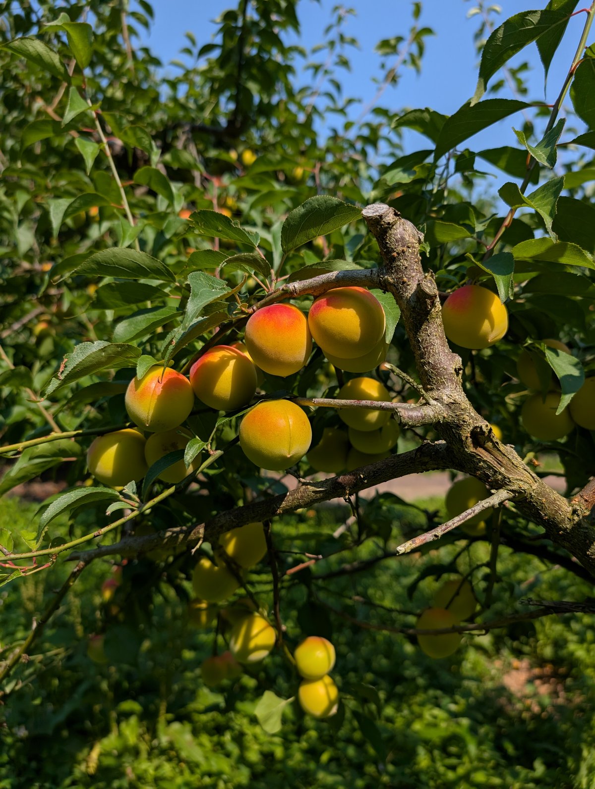 京都・丹波産梅ピューレ UME UME 315ml | WAIRA TAMBA