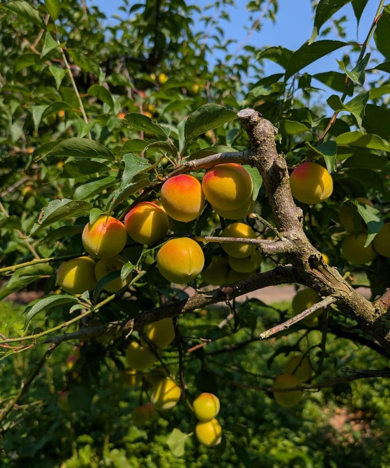 京都・丹波産梅ピューレ UME UME 150ml | WAIRA TAMBA