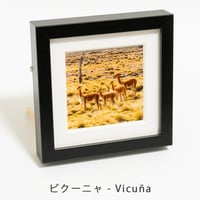ミニ額装写真：ビクーニャ (14cm x 14cm)