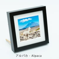 ミニ額装写真：アルパカ (14cm x 14cm)