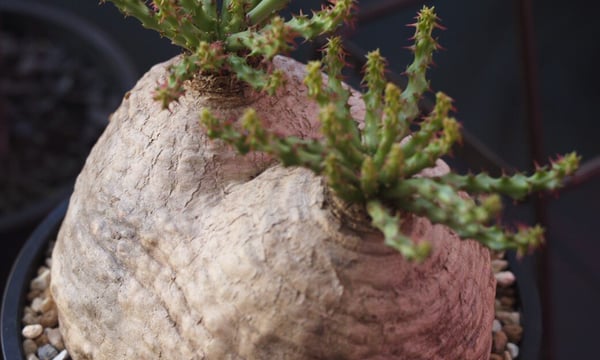 Agave & Caudex Port Eden