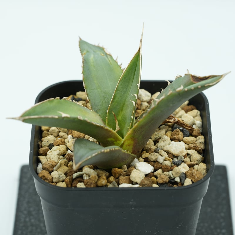 アガベ・チタノタ”海王” 中国株 OC 子株 発根済 | Agave アガベ・チタノタ”海王” 中国株 OC 子株 発根済 | Agave
