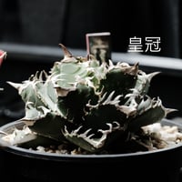 こ*じ様 多肉植物アガベ チタノタ 海王 強棘 80株 極上株 アガベ・チタノタ”海王” 中国株 OC 子株 発根済 | Agave