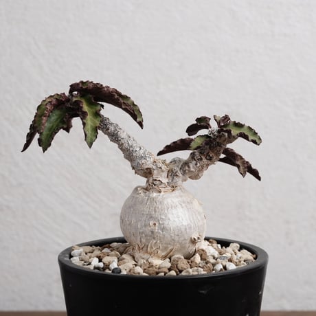 ITEM | Agave & Caudex Port Eden