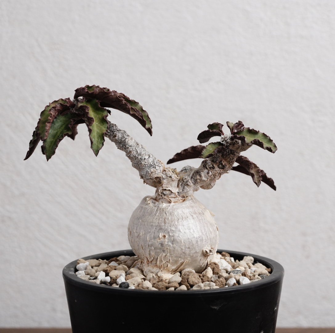 ユーフォルビア・アンボボンゲンシス 実生特選 | Agave & Caudex Port Eden