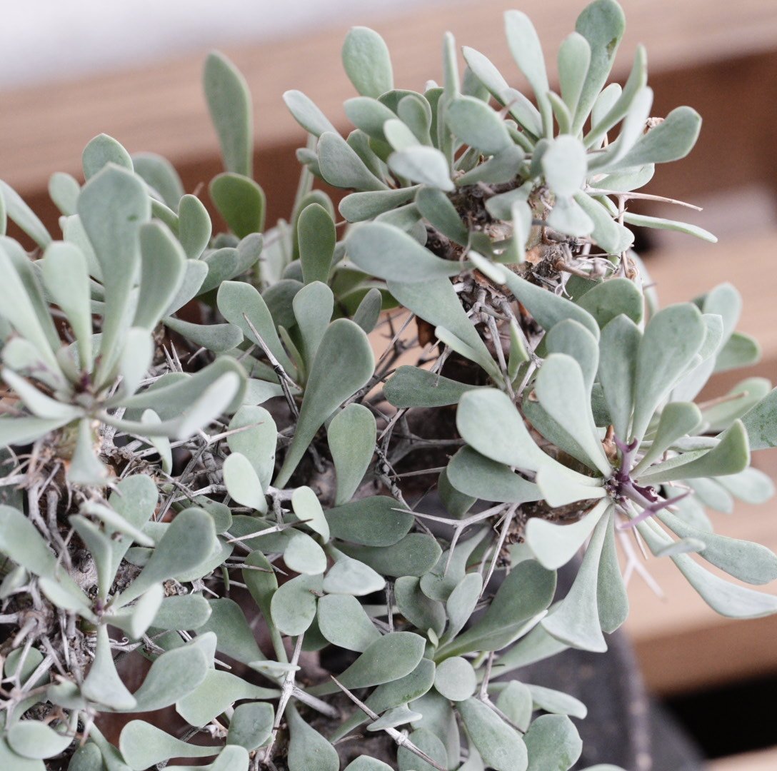 オトンナ・ユーフォルビオイデス 実生特選 X 陶器鉢 | Agave & Caudex