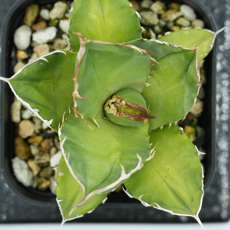 アガベ・チタノタ “白犀牛“ 台湾OC 子株 発根済 | Agave & Caudex Po...