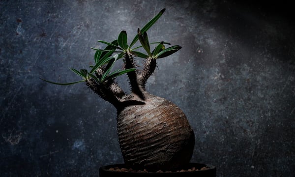 Agave & Caudex Port Eden