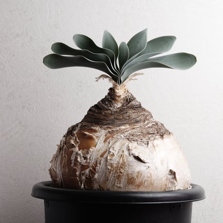 ハエマンソイデス | STORES