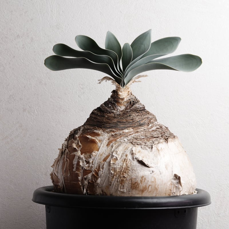 ブーファン・ハエマンソイデス 現地球 | Agave & Caudex Port Eden