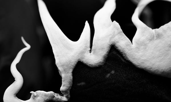 Agave & Caudex Port Eden