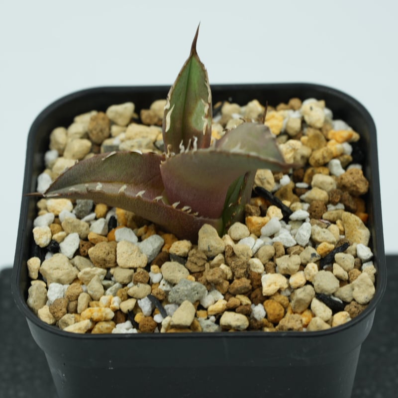 記念セール：アガベ・チタノタ”鯊魚剣” 子株 発根済 | Agave 