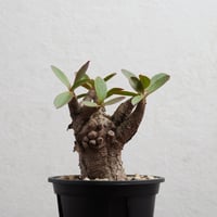 ユーフォルビア・ムランジーナ 現地球 x 井上茂 陶器鉢 | Agave
