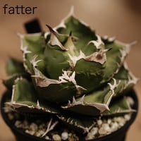 アガベ・チタノタ”海王” 中国株 OC 子株 発根済 | Agave