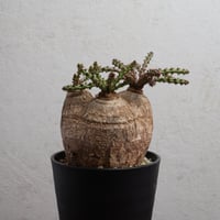 ブーファン・ハエマンソイデス 現地球 | Agave & Caudex Port Eden