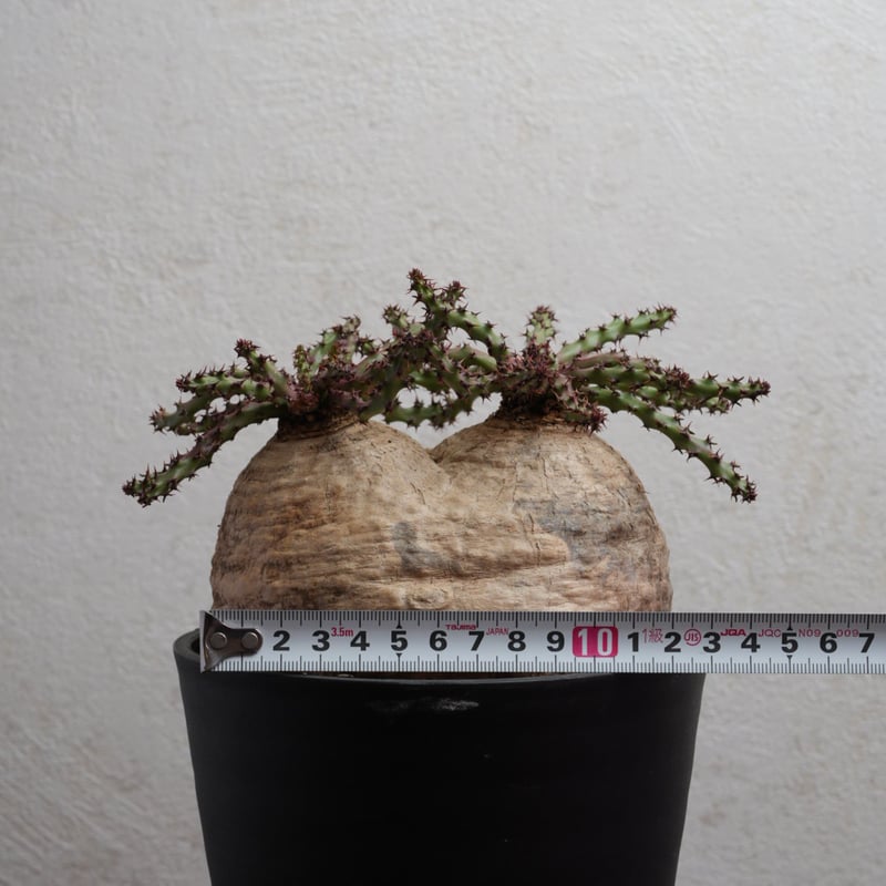 ユーフォルビア・デシドゥア 現地球 ダブルヘッド | Agave & Caudex ユーフォルビア・デシドゥア 現地球 ダブルヘッド | Agave & Caudex