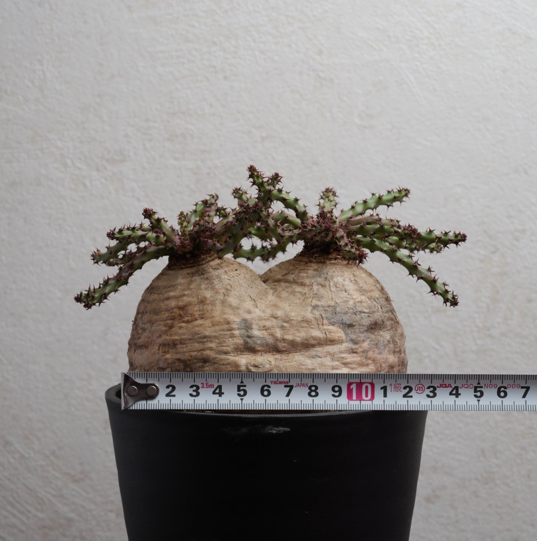 T067 珍奇塊根種 超大株！！ユーフォルビア デシドゥア 現地球 T067 珍奇塊根種 ユーフォルビア デシドゥア 現地球 Q013 珍奇塊根種