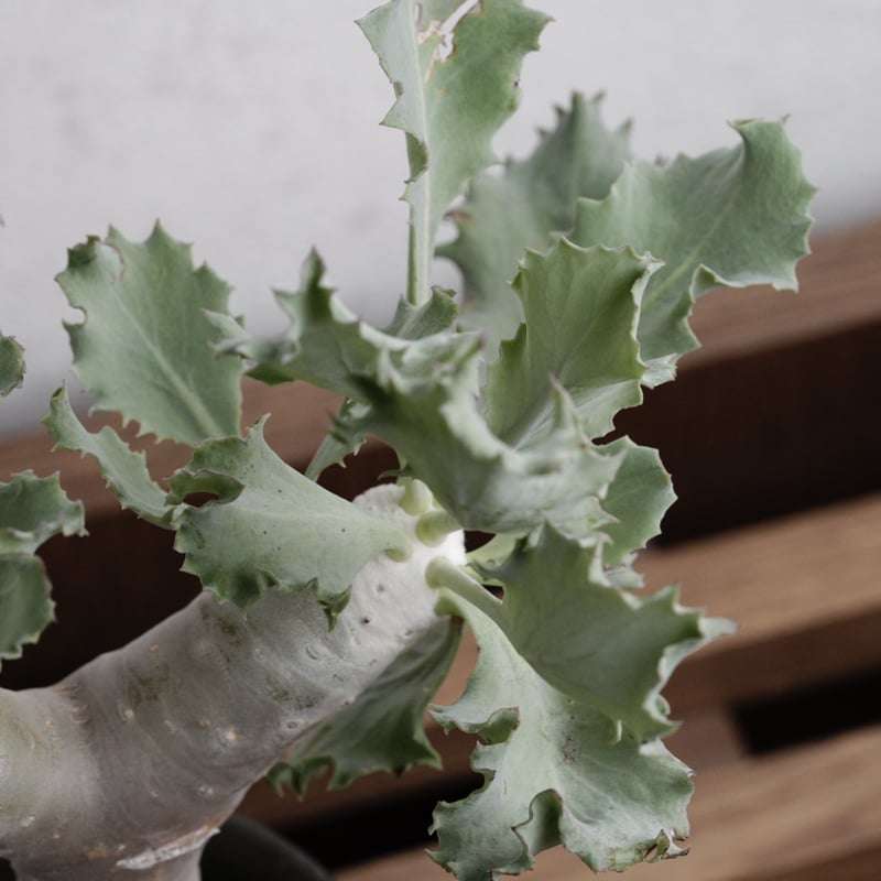 オトンナ・クレムノフィラ 実生 X 陶器鉢 | Agave & Caudex Port Eden