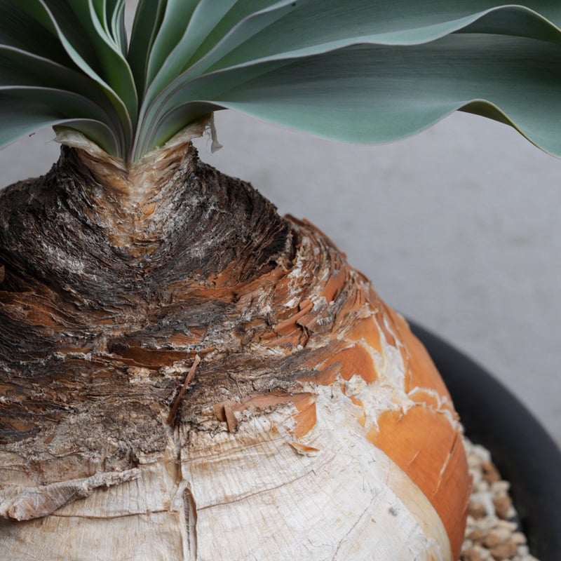 ブーファン・ハエマンソイデス 現地球 | Agave & Caudex Port Eden