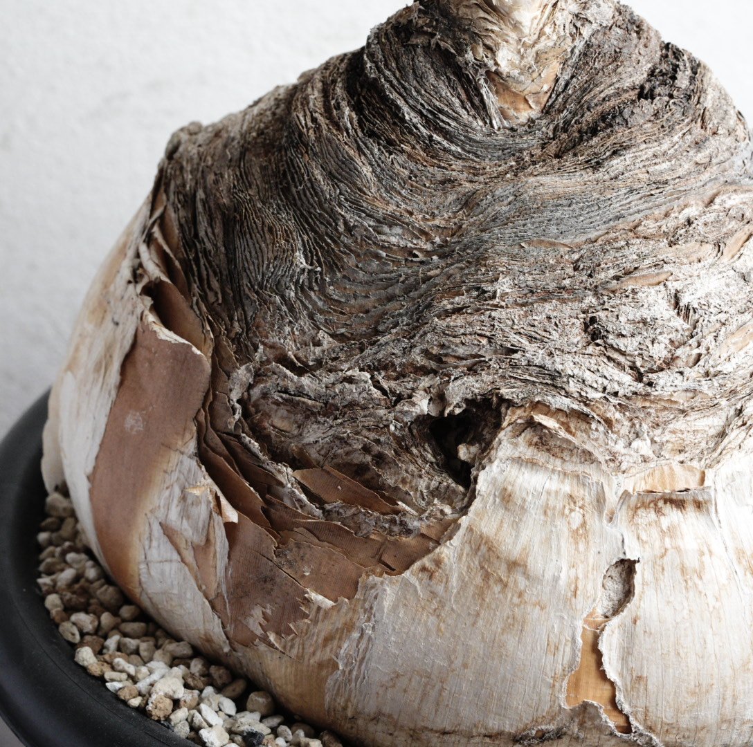 ブーファン・ハエマンソイデス 現地球 | Agave & Caudex Port Eden