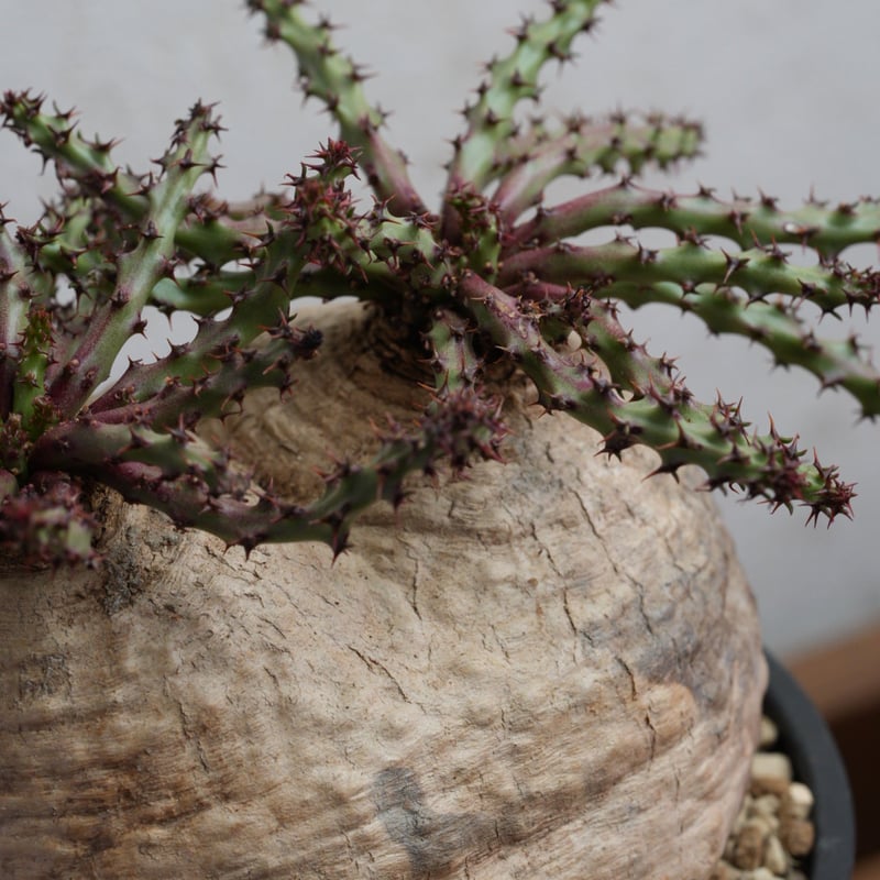 ユーフォルビア・デシドゥア 現地球 ダブルヘッド | Agave & Caudex