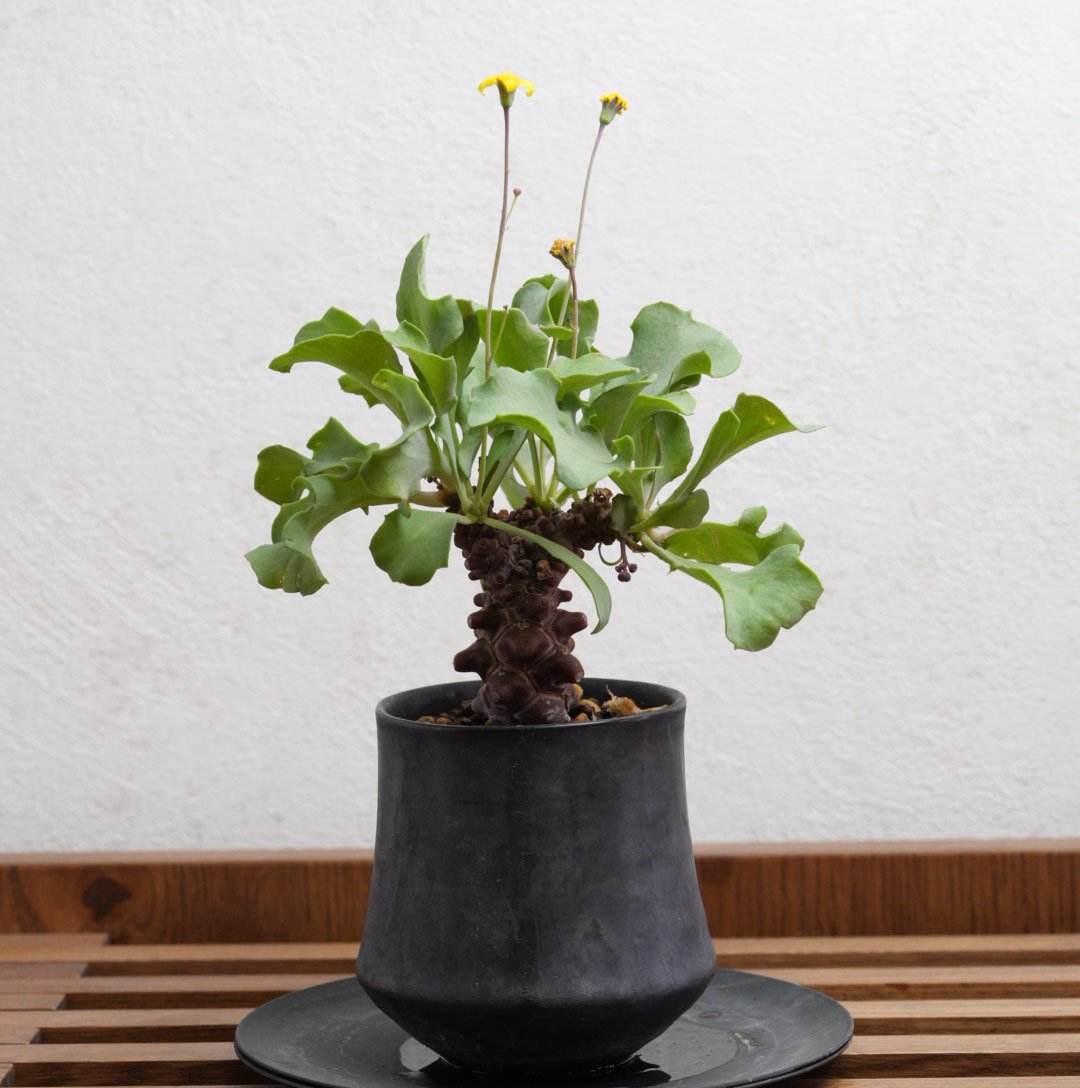 オトンナ・ヘレイ 実生 X 陶器鉢 | Agave & Caudex Port Eden