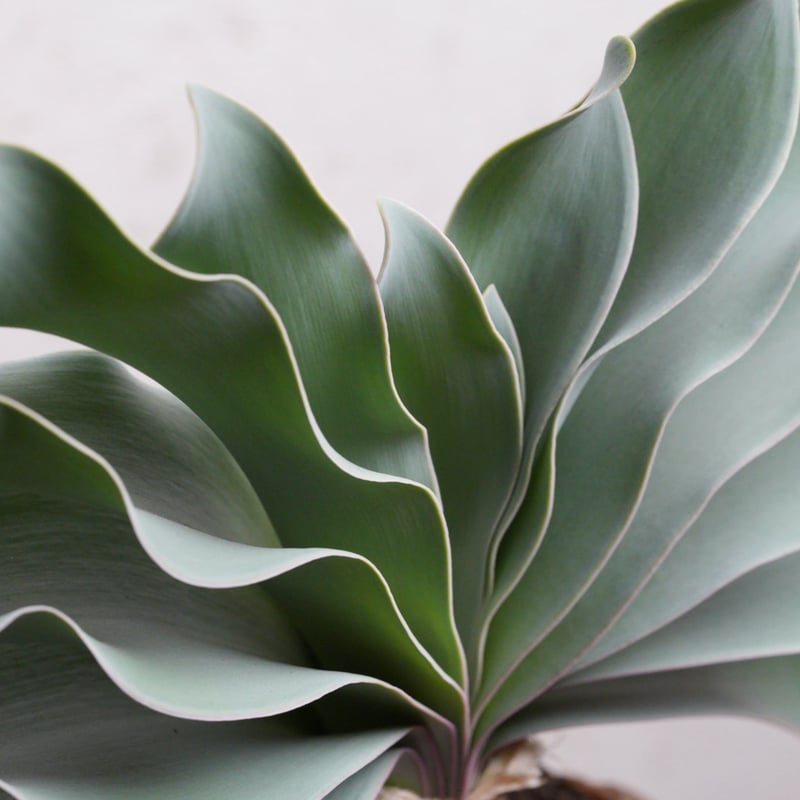 ブーファン・ハエマンソイデス 現地球 | Agave & Caudex Port Eden