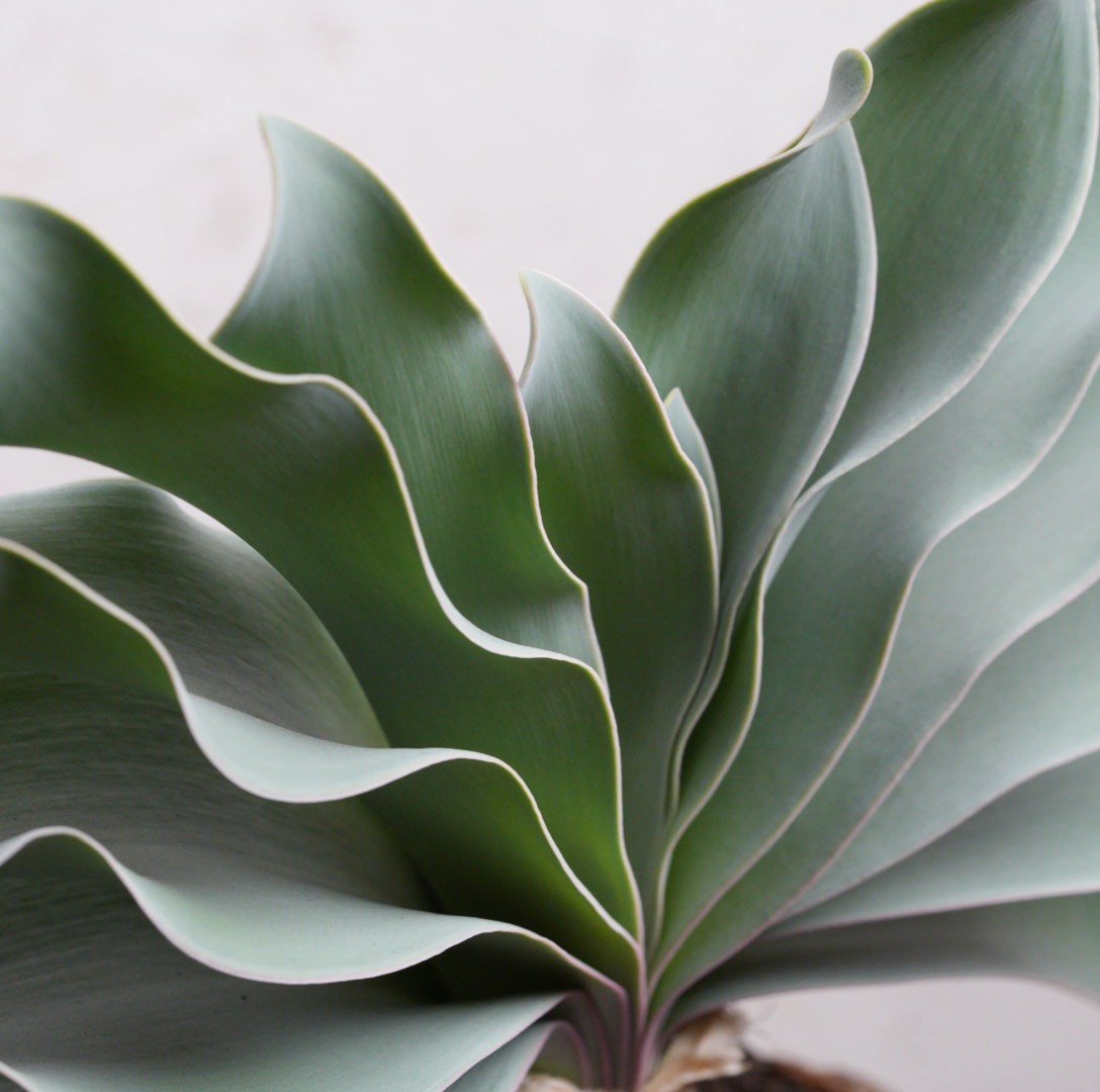 ブーファン・ハエマンソイデス 現地球 | Agave & Caudex Port Eden