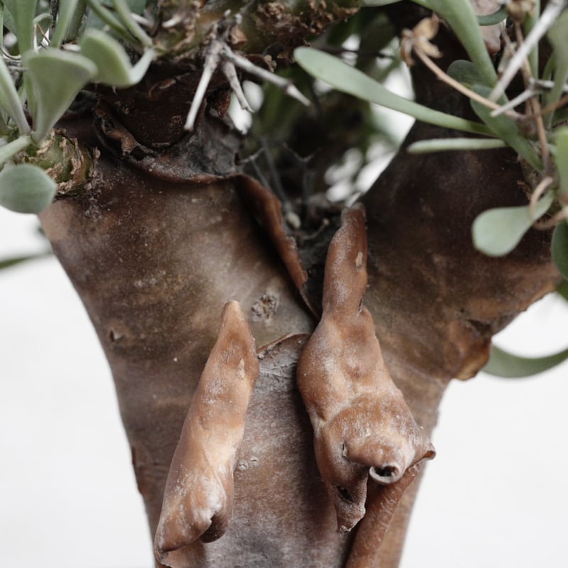 オトンナ・ユーフォルビオイデス 実生特選 X 陶器鉢 | Agave & Caudex