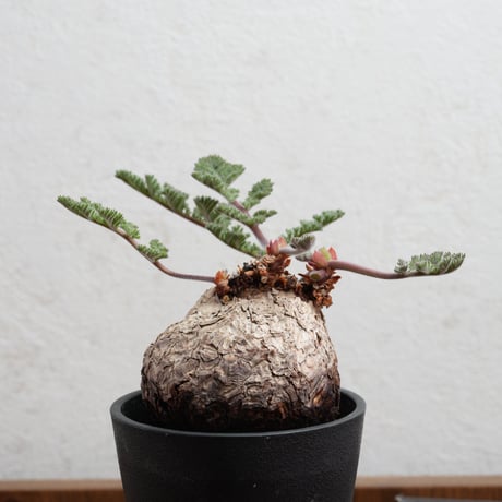 トリステ | STORES