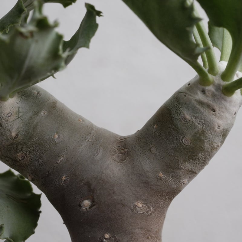 オトンナ・クレムノフィラ 実生 X 陶器鉢 | Agave & Caudex Port Eden
