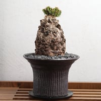 ブーファン・ハエマンソイデス 現地球 | Agave & Caudex Port Eden